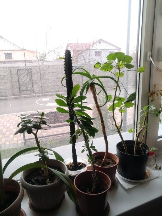 цветы в горшках разные