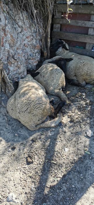 Vand oi metis suffolk