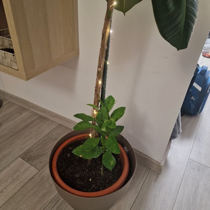 Ficus 2 metri de 6 ani plus ghiveci