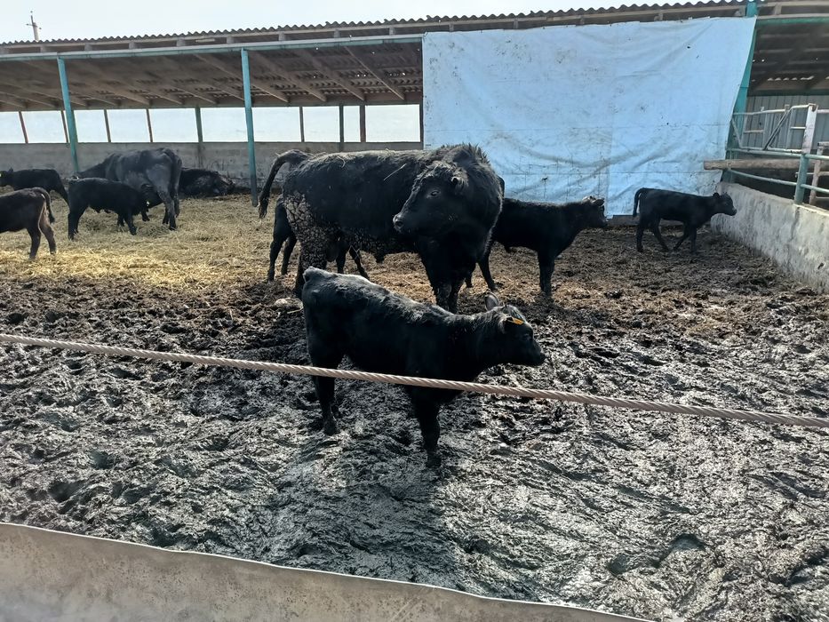 Продам быка на племя