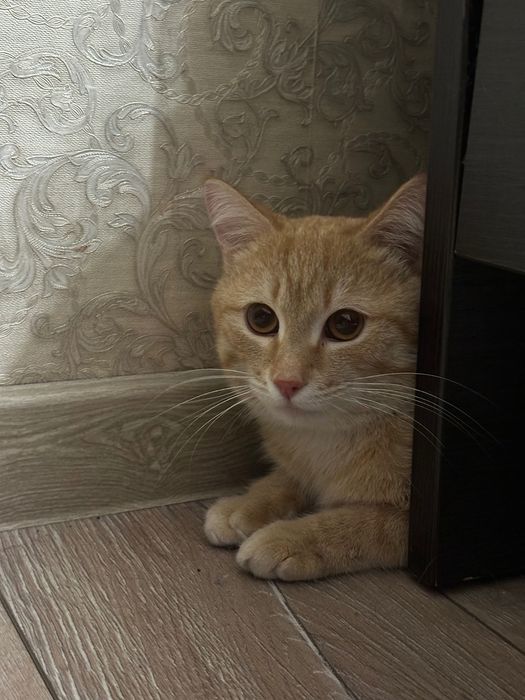 Отдам кота бесплатно