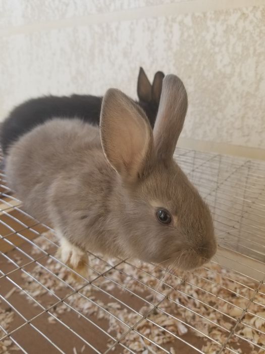 Karlik quyonlar sotiladi chiroyli damashni