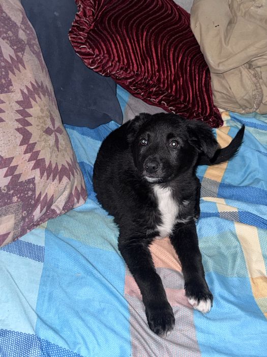 Щенок-девочка ищет дом