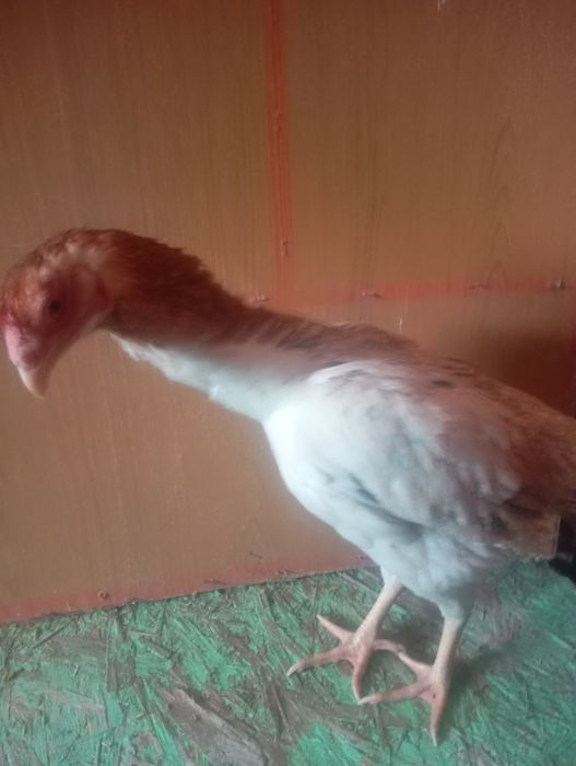 Продам срочно даканов