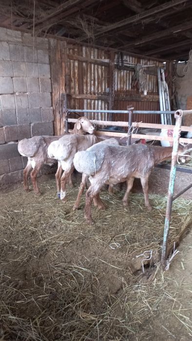 Продам кошкаров на племя