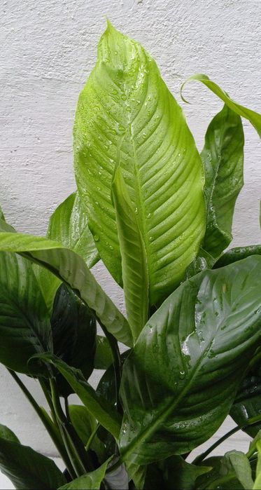 Спатифиллиум (‘Sweet Lauretta’) женское счастье. Крупнолистный сорт.