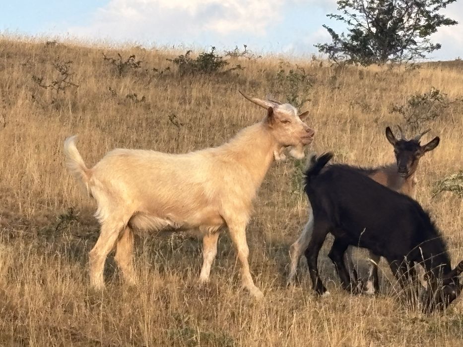 Vând tap de 6 luna