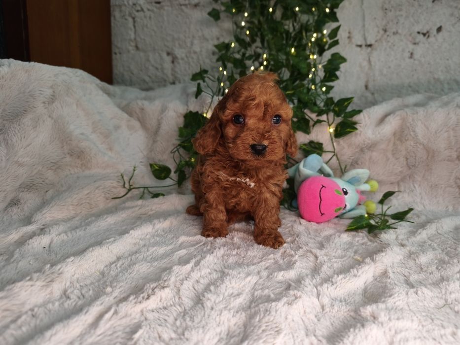 Vand baietel Cavapoo F1b red