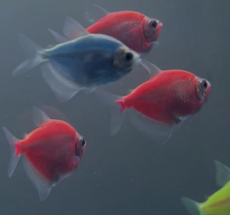 Тернеция балиги сотилади