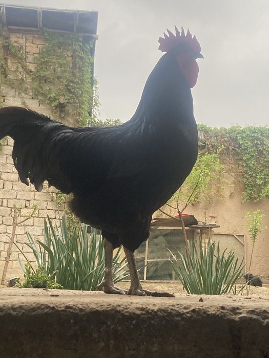 Astralop jòjalri va tuxumlariga buyurtma olaman