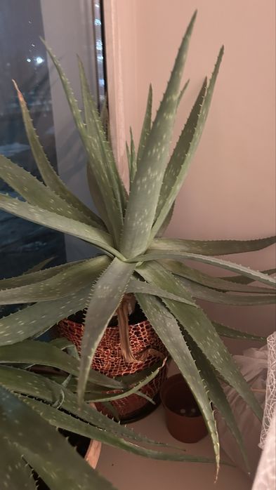 Продам алое цветы