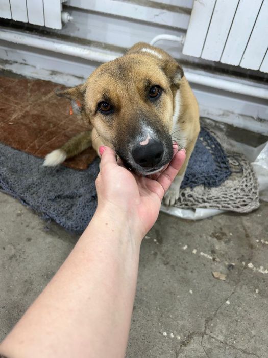 Отдам в добрые руки