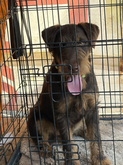 Jagd terrier jagdTerrier