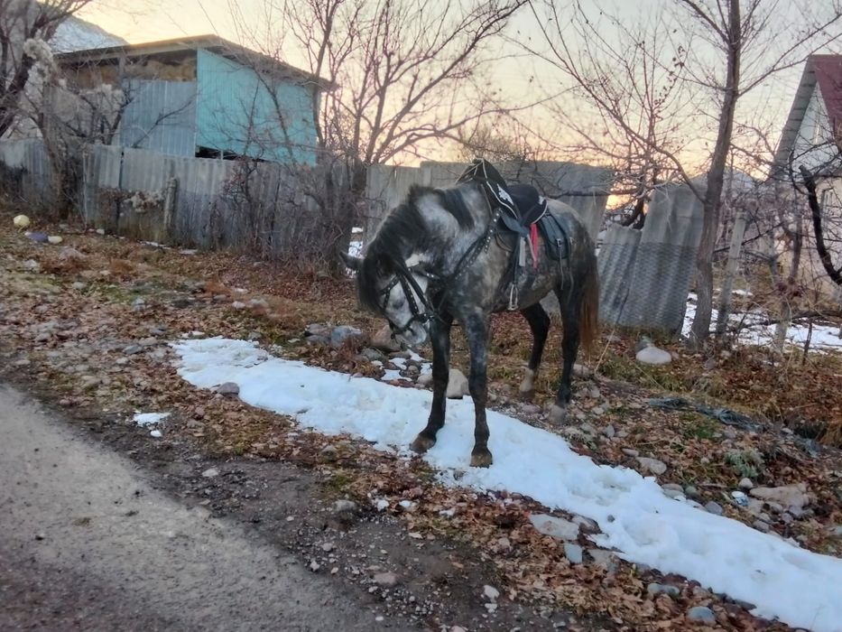 Продается жеребец