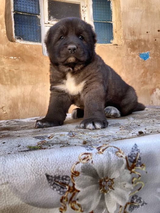 Alabay sotiladi zotiga jovob