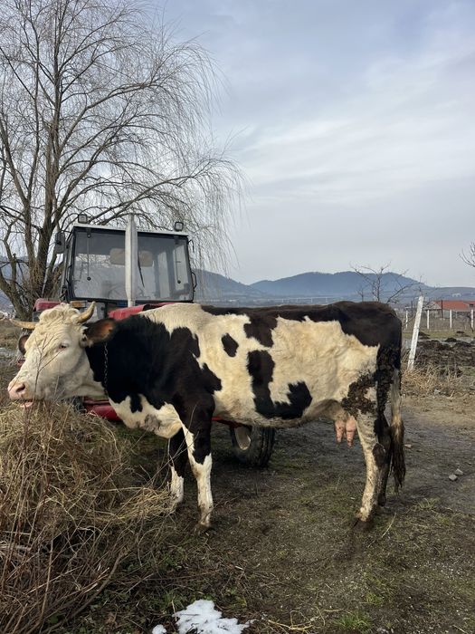 Vand vacă cu lapte