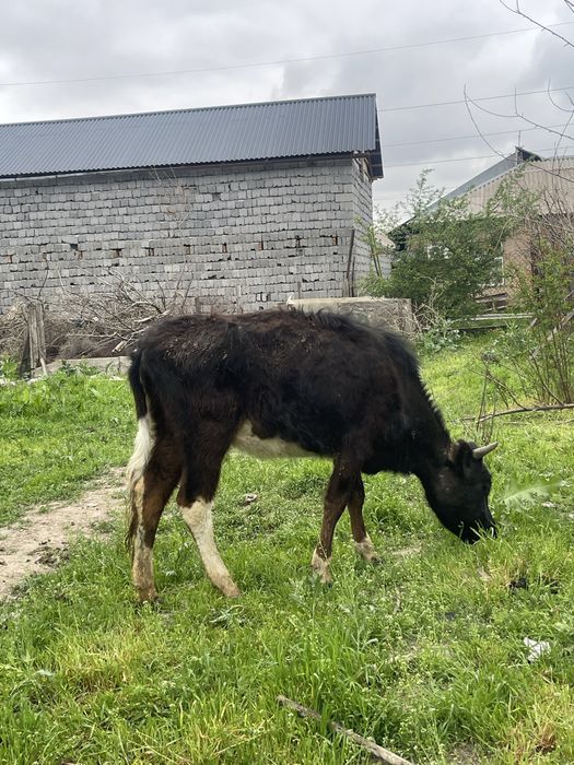 Продам 320000 торг есть