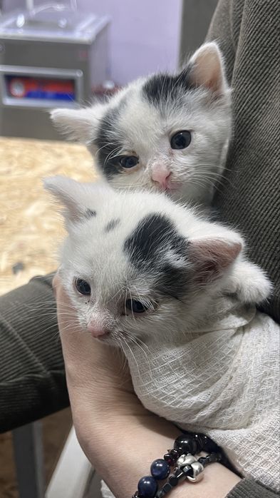 отдадим котят очень срочно