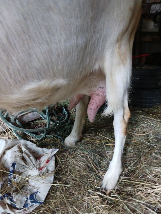 Capra sannen cu ied după ea bună de lapte