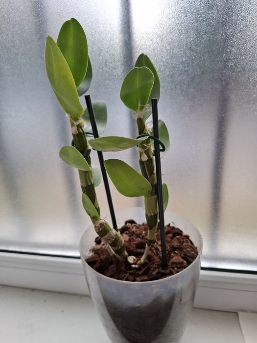 Vind pui de orhidee plantați.