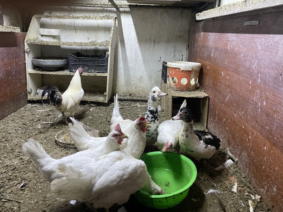Продам курей уток