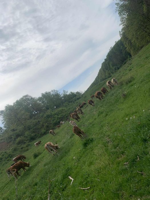 Vand Capre/Iezi si Bovine