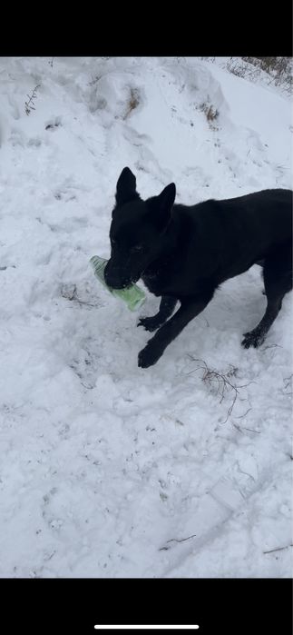 Мой красавец ищет невесту!