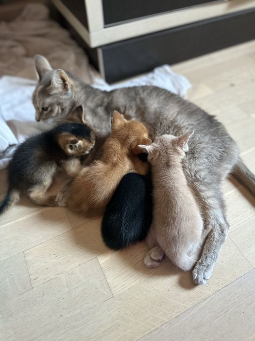Продам Абиссинских  котят