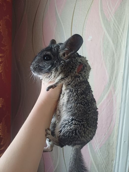 Шиншилла с ребёнком и самец