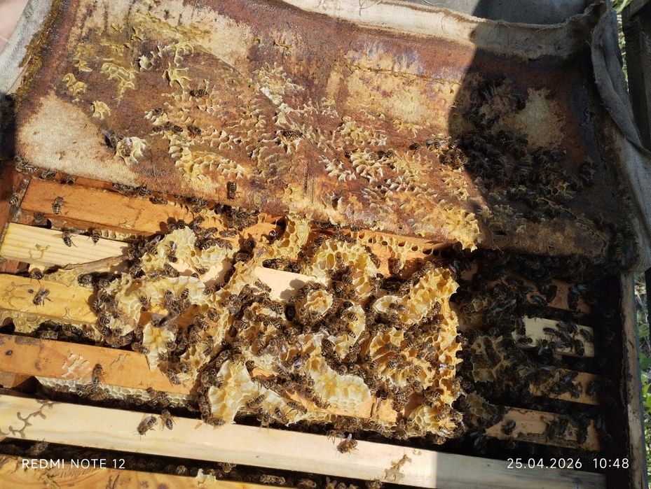 Асалари оилалари