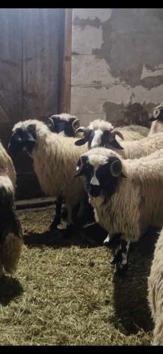 Disponibilu 10 berbecutii si un berbec