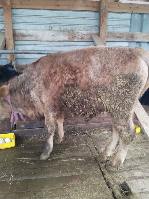 Бычки в хорошем состоянии