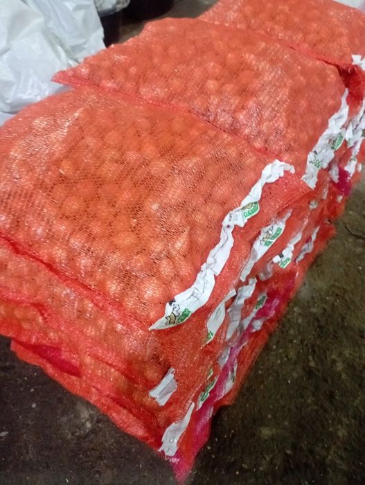 Саженцы ёлка.плодавые яблоки груш итд