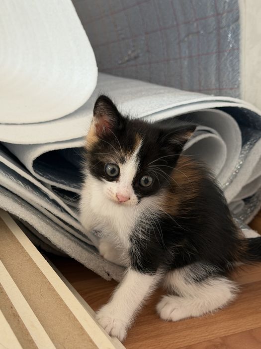 Отдам котенка в добрые руки