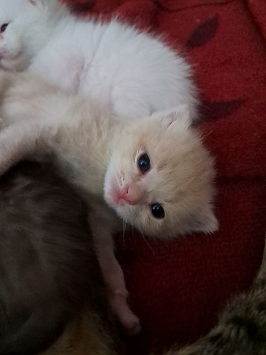 шотландский мушук болалари