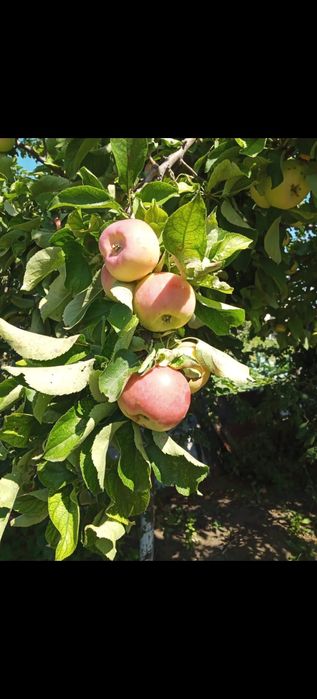 Продам дачу. Не затапливается