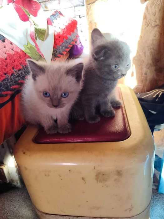 Котята вислоухие в добрые руки
