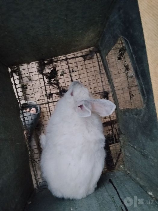 Quyonlar qafasi bilan birga sotiladi Zotdor quyonlar