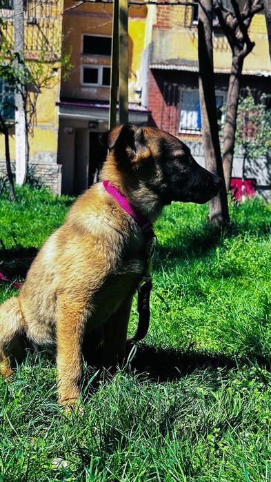 Собака отдается в хорошие руки