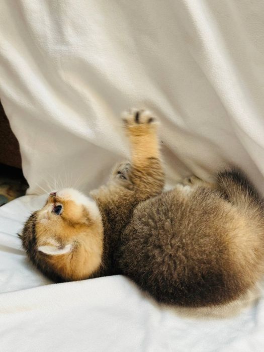 Продаются котята британских шиншил