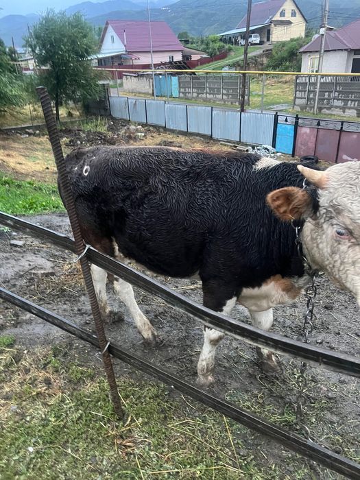 Продам бычков породистых