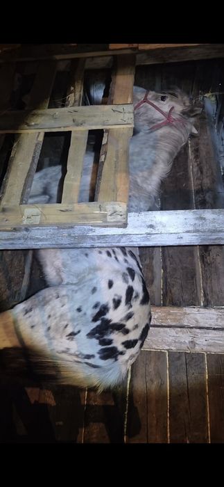 Кунан сатылады..