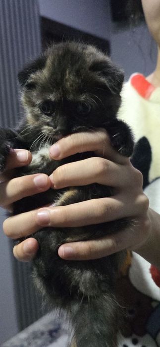 Тоза зотли мушукларимиз сотувда