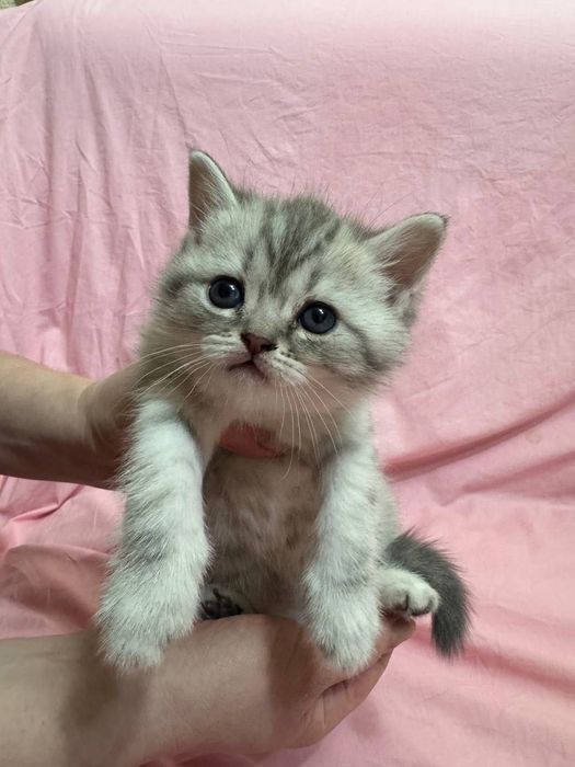 Котята породистые