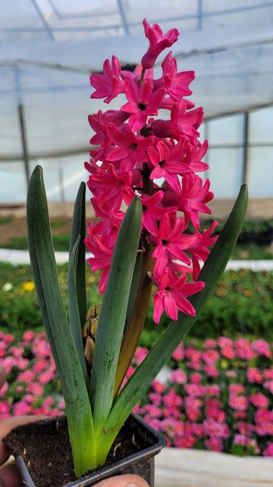 Зюмбюл в саксия за 8-ми март