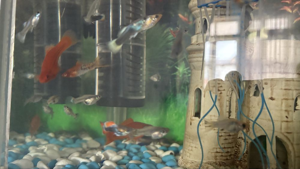 Продам рыбки водорослед селчаты, гуппи дракон,меченос.тернец.