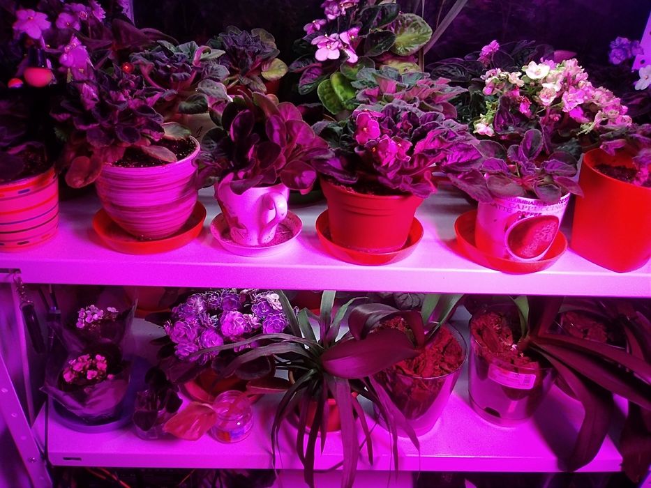 Лед лампа за растения
