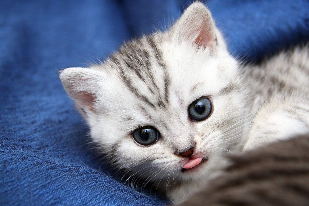 Шотланды 1 месяц