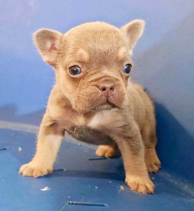 Френски булдог - мини new shade isabella tan