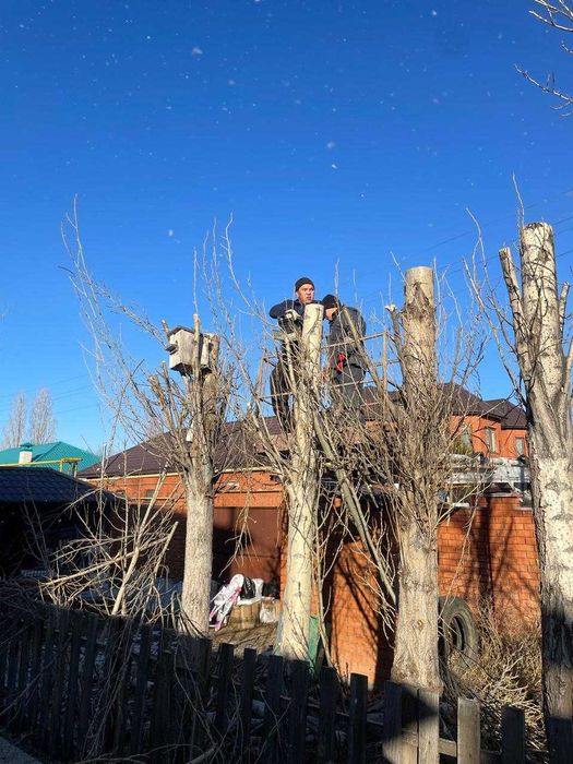 Спил  обрезка деревьев в Актобе